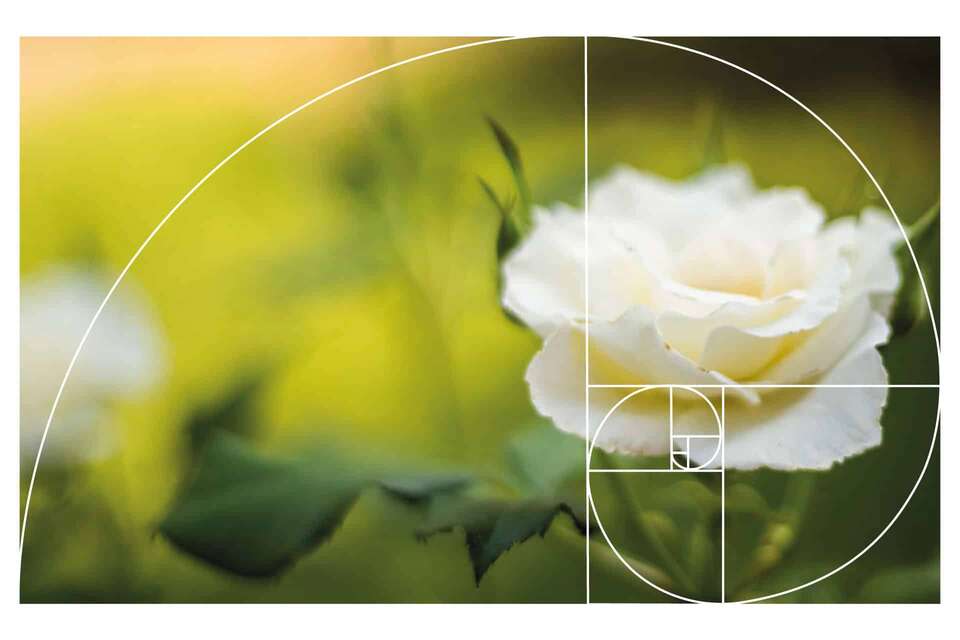 Fibonacci-Spirale